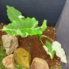 斑入りクワズイモ〈地植え株〉のサムネイル