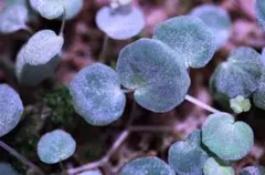 O*場様 ベゴニア リケノラ