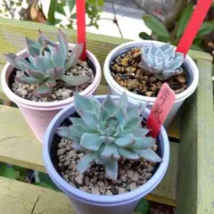 ❤️専用出品❤️おらいさん苗　ミックスベリア　　　　❤️赤鬼❤️札なし 2025年最新】おらいさん苗 赤鬼の人気アイテム - メルカリ