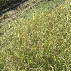 徳島県産 あきさかり 令和8年 30kg お米 玄米 新米