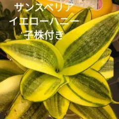 サンスベリア　イエローハニー　根付き、子株付きのサムネイル