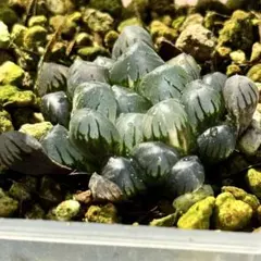 チ*ん様 OB-1オブツーサ錦　超美株　ハオルチア　観葉植物　19