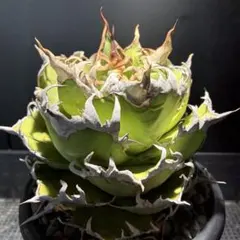 2026年最新】アガベ シーザー 子株の人気アイテム - メルカリ