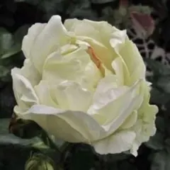 Whitby Abbey 激レアバラ 新品種 人気薔薇 切り花 メルカリ便 - メルカリ