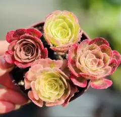 多肉植物 アエオニウム4苗4種 抹茶錦 ピンクウィッチ 火麒麟 女神錦
