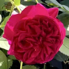 2026年最新】和バラの人気アイテム - メルカリ