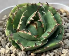 2026年最新】オアハカ 子株の人気アイテム - メルカリ