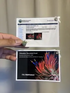 珍品　Tillandsia 'Succulent Form' 成長遅い　子株販売 珍品 Tillandsia 'Succulent Form' 成長遅い 子株販売 - メルカリ