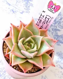 はいから(命名株)×そわそわ札付きポットごとメルカリ便ルイパパさん苗 はいから(命名株)×そわそわ札付きポットごとメルカリ便ルイパパさん苗