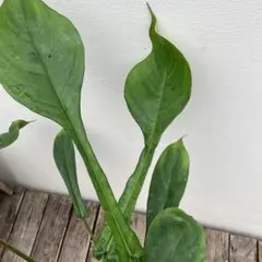 メルカリ便【フィロデンドロン・ジョーピー　var.】 2025年最新】フィロデンドロン ジョーピーの人気アイテム - メルカリ