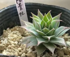 2026年最新】センペル ビウムの人気アイテム - メルカリ