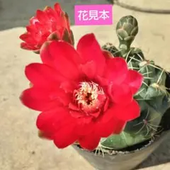 2026年最新】緋花玉 サボテンの人気アイテム - メルカリ