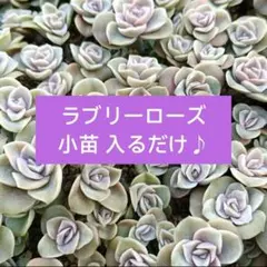 おれんじキルト　mi様 リクエスト 2点 まとめ商品