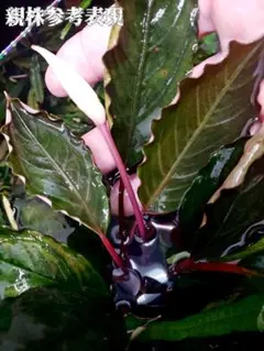 ブセファランドラ ディープパープル AZ便 初便 Bucephalandra ②