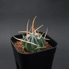 sun.様 リクエスト 2点 まとめ商品