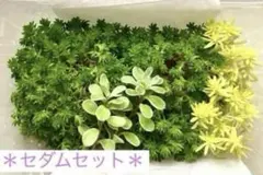 多肉植物『セダムセット』・グランドカバーに