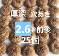 北海道 レッドオーク お試し どんぐり帽子 穴あき 下処理済 20個 写真