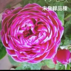バラ苗 マリーローズ 接木新苗 未登録品種 4号ポット 薔薇 苗 - メルカリ