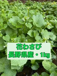 2026年最新】花ワサビの人気アイテム - メルカリ