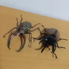 いきもの大図鑑 シワバネクワガタ サンボンヅノカブト セット