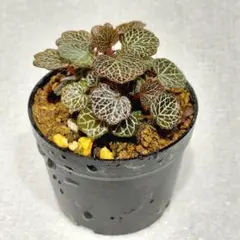 特上✨️八房姫ユキノシタ✨️わあ～こんなにたくさん❤ 2026年最新】姫ユキノシタの人気アイテム - メルカリ