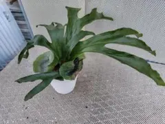 2026年最新】スパーバム ビカクシダの人気アイテム - メルカリ