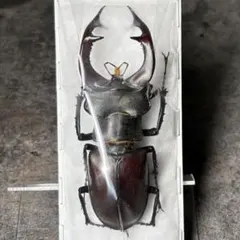 ヨーロッパミヤマクワガタ 標本 82mm 2025年最新】ヨーロッパミヤマ 標本の人気アイテム - メルカリ