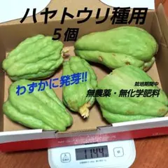 2026年最新】ハヤトウリ種の人気アイテム - メルカリ