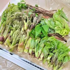 1山菜 天ぷら10種セット(タラの芽・ハリギリ他)約400gのサムネイル