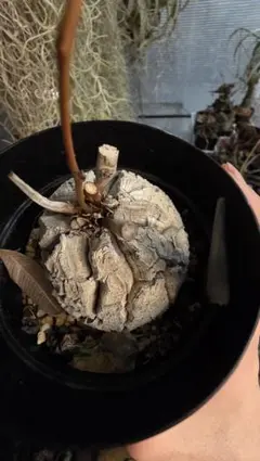 2026年最新】亀甲竜 長谷川の人気アイテム - メルカリ