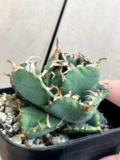 2026年最新】AGAVE titanota 魔丸の人気アイテム - メルカリ