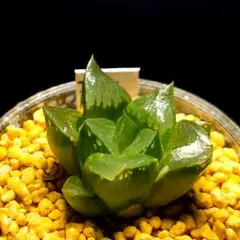 3611 クロムチカ多肉植物 ハオルチア アロエのサムネイル