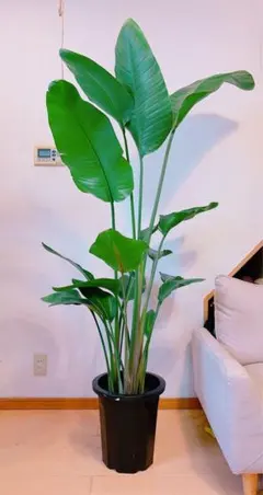 光触媒 人工観葉植物 フェイクグリーン オーガスタ ストレッチア160@m 