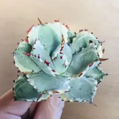 hinanami様 リクエスト 6点 まとめ商品