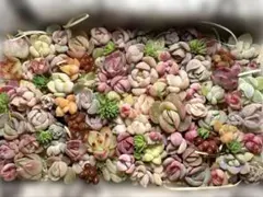 多肉植物　寄せ植えセット(容器いっぱい) A7