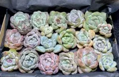 多肉植物❤️エケベリア等カット苗詰め合わせセット❤️大人可愛いニュアンスカラー❣️