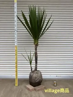 送料込み　ニオイシュロラン　ドラセナ　株立ち　形状良　新築　現品 楽天市場】［生産者直送］ドラセナ 株立ち ニオイシュロラン 青