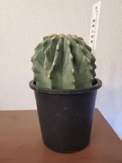 m*y様 王冠竜　12号 現品】サボテン・王冠竜 フェロカクタス（おうかんりゅう） 12号