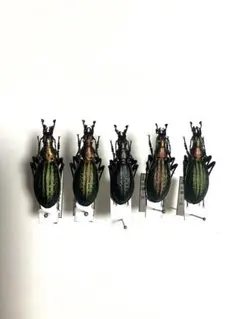 chan ame様 リクエスト 5点 まとめ商品