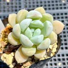 ちぃ様 リクエスト 6点 まとめ商品