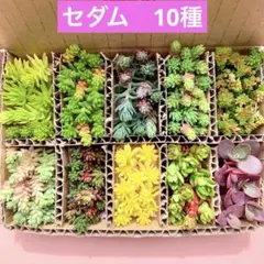 多肉植物　セダム　カット苗　10種　詰め合せ　寄せ植えセット　箱いっぱい
