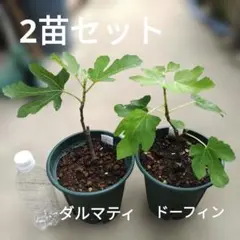 イチジク 苗 2本セット② ダルマティ　ドーフィンのサムネイル