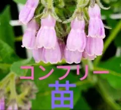 コンフリー 苗のサムネイル