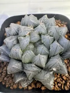 ハオルチア 「ブラック紫オブツーサ錦」多肉植物のサムネイル