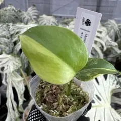 の*ち様 0519 Hoya lacunosa silver full moon - メルカリ
