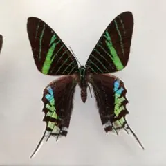 ルリモンアゲハ♂♀標本☆北スマトラ島産☆鮮度抜群・♀少数77/78mm