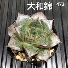 rinaju様速達便 大和錦 473 エケベリア属 多肉植物 抜き苗