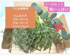 【こむぎ様専用】　コニファー４種セット