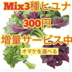 ★Mix3種ヒユナ.の種3.5g 約5000粒前後のサムネイル