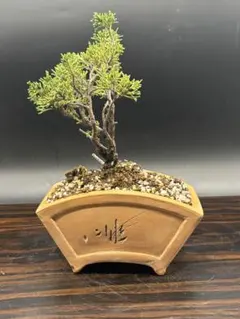 2025年最新】盆栽 真柏の人気アイテム - メルカリ